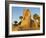 Sphinx Path, Temple of Luxor, Thebes, UNESCO World Heritage Site, Egypt, North Africa, Africa-Tuul-Framed Photographic Print