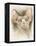 Sphinx-Barbara Keith-Framed Premier Image Canvas