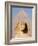 Sphynx and the Pyramid of Khafre, Giza, Near Cairo, Egypt-Schlenker Jochen-Framed Photographic Print