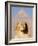 Sphynx and the Pyramid of Khafre, Giza, Near Cairo, Egypt-Schlenker Jochen-Framed Photographic Print