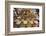 Spice and Sweet Stall in the Market, Ahmedabad, Gujarat, India-Annie Owen-Framed Photographic Print