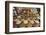 Spice and Sweet Stall in the Market, Ahmedabad, Gujarat, India-Annie Owen-Framed Photographic Print