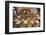 Spice and Sweet Stall in the Market, Ahmedabad, Gujarat, India-Annie Owen-Framed Photographic Print