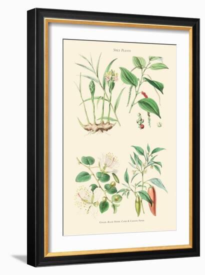 Spice Plants. Ginger, Black Pepper, Caper, Cayenne Pepper-William Rhind-Framed Art Print