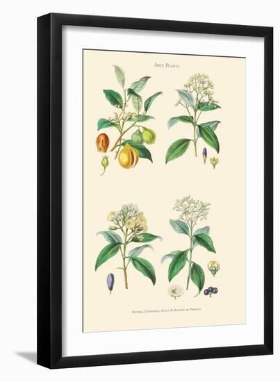 Spice Plants. Nutmeg, Cinnamon, Clove, Allspice or Pimento-William Rhind-Framed Art Print