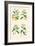 Spice Plants. Nutmeg, Cinnamon, Clove, Allspice or Pimento-William Rhind-Framed Art Print