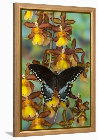 Spicebush Swallowtail Butterfly-Darrell Gulin-Framed Premier Image Canvas