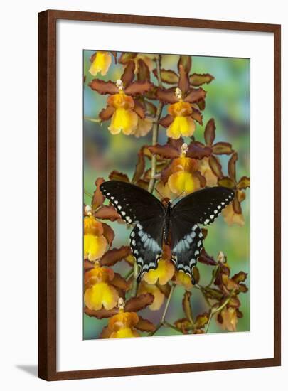 Spicebush Swallowtail Butterfly-Darrell Gulin-Framed Photographic Print