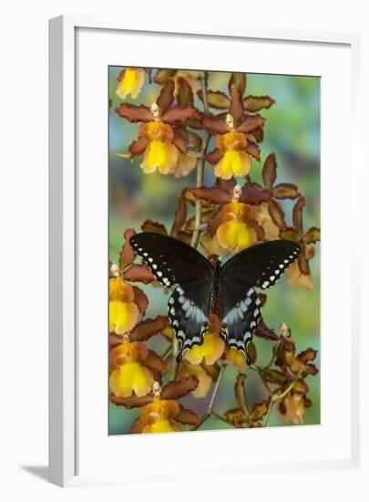 Spicebush Swallowtail Butterfly-Darrell Gulin-Framed Photographic Print