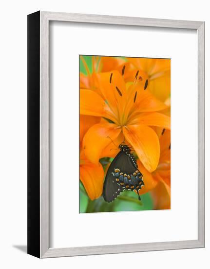 Spicebush Swallowtail Butterfly-Darrell Gulin-Framed Photographic Print