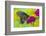 Spicebush Swallowtail Butterfly-Darrell Gulin-Framed Photographic Print