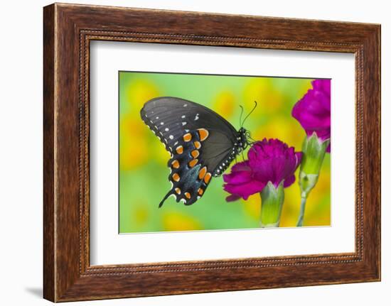 Spicebush Swallowtail Butterfly-Darrell Gulin-Framed Photographic Print