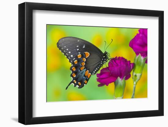 Spicebush Swallowtail Butterfly-Darrell Gulin-Framed Photographic Print