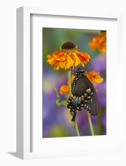 Spicebush Swallowtail Butterfly-Darrell Gulin-Framed Photographic Print