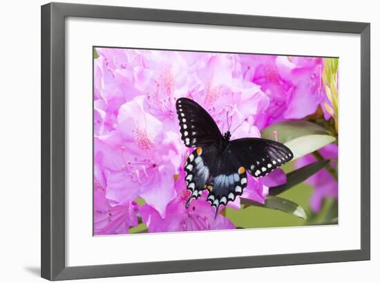 Spicebush Swallowtail Butterfly-null-Framed Photographic Print