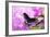 Spicebush Swallowtail Butterfly-null-Framed Photographic Print