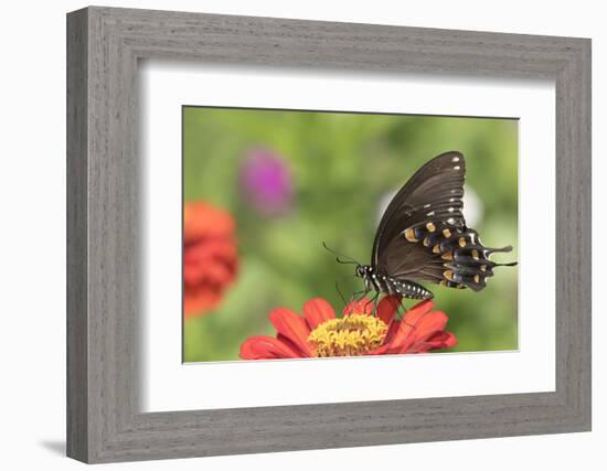 Spicebush Swallowtail Butterfly-Lynn M^ Stone-Framed Photographic Print