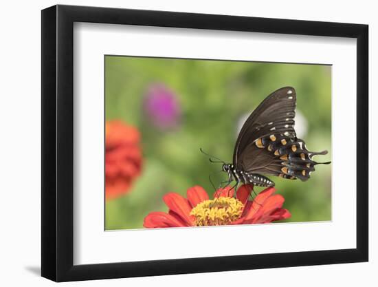 Spicebush Swallowtail Butterfly-Lynn M^ Stone-Framed Photographic Print