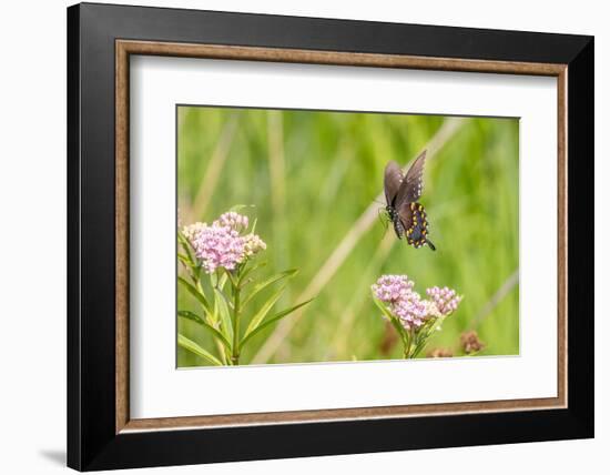 Spicebush swallowtail flying to swamp milkweed-Richard and Susan Day-Framed Photographic Print