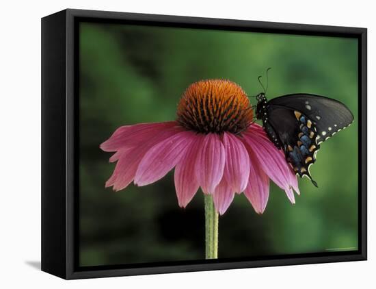 Spicebush Swallowtail on Mullin, Rochester, Michigan, USA-Claudia Adams-Framed Premier Image Canvas