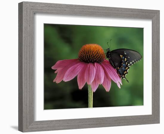 Spicebush Swallowtail on Mullin, Rochester, Michigan, USA-Claudia Adams-Framed Photographic Print