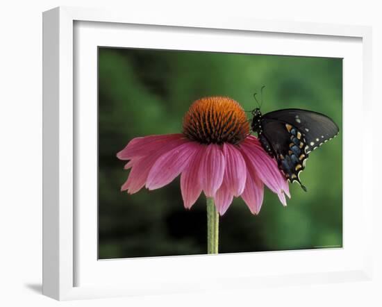 Spicebush Swallowtail on Mullin, Rochester, Michigan, USA-Claudia Adams-Framed Photographic Print