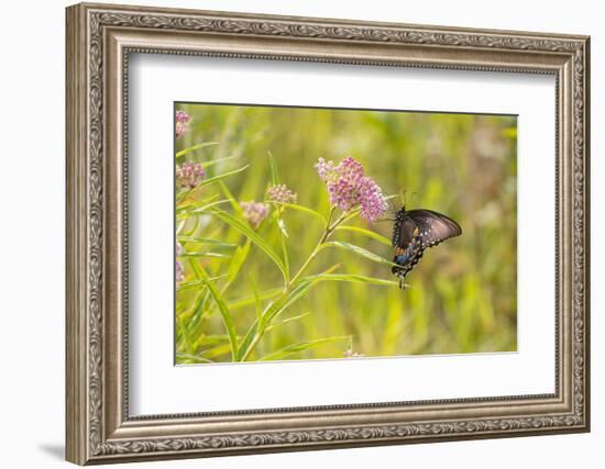 Spicebush swallowtail on swamp milkweed-Richard and Susan Day-Framed Photographic Print