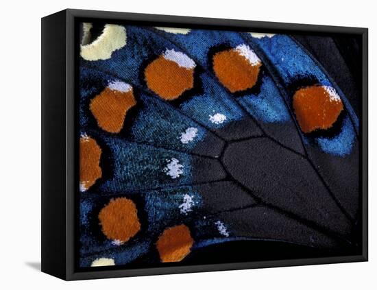 Spicebush Swallowtail Wing-Gavriel Jecan-Framed Premier Image Canvas