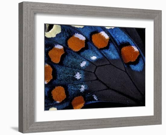 Spicebush Swallowtail Wing-Gavriel Jecan-Framed Photographic Print