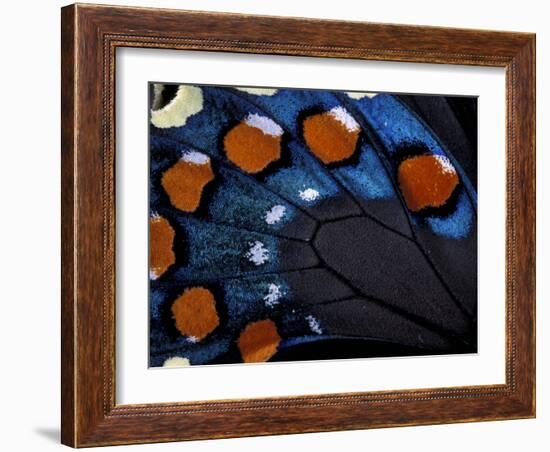 Spicebush Swallowtail Wing-Gavriel Jecan-Framed Photographic Print