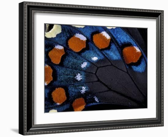 Spicebush Swallowtail Wing-Gavriel Jecan-Framed Photographic Print