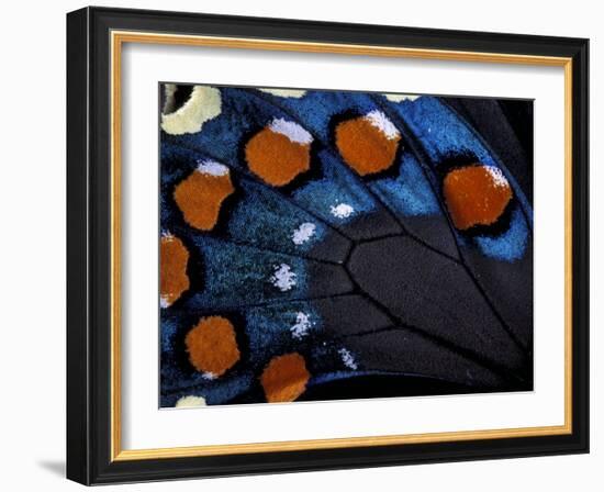 Spicebush Swallowtail Wing-Gavriel Jecan-Framed Photographic Print