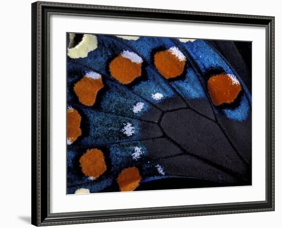 Spicebush Swallowtail Wing-Gavriel Jecan-Framed Photographic Print