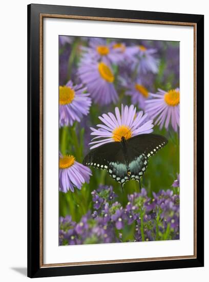 Spicebush Swallowtail-Darrell Gulin-Framed Photographic Print