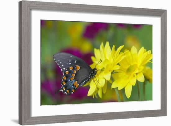 Spicebush Swallowtail-Darrell Gulin-Framed Photographic Print