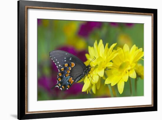 Spicebush Swallowtail-Darrell Gulin-Framed Photographic Print