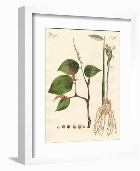 Spices-null-Framed Giclee Print