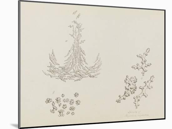 Spicula of Alcyonium Digitatum: Dead Mans Fingers-Philip Henry Gosse-Mounted Giclee Print