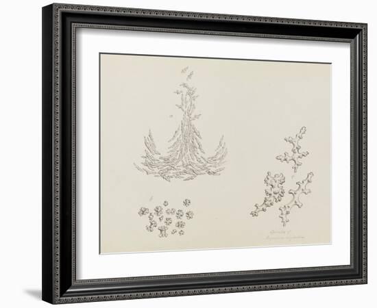 Spicula of Alcyonium Digitatum: Dead Mans Fingers-Philip Henry Gosse-Framed Giclee Print