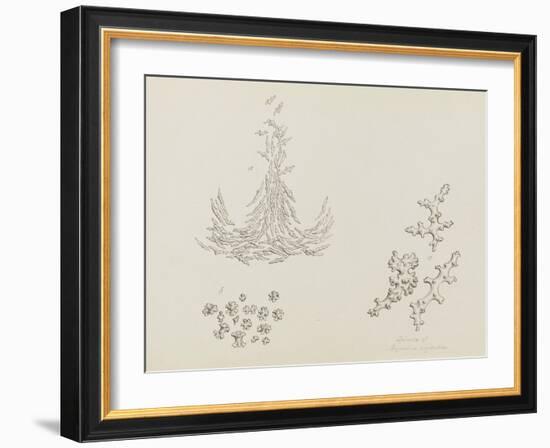 Spicula of Alcyonium Digitatum: Dead Mans Fingers-Philip Henry Gosse-Framed Giclee Print