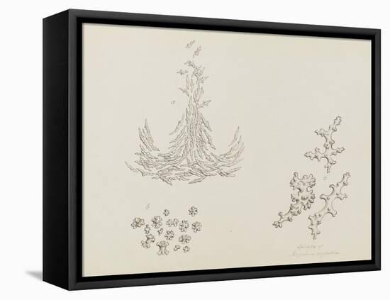 Spicula of Alcyonium Digitatum: Dead Mans Fingers-Philip Henry Gosse-Framed Premier Image Canvas