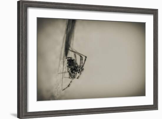 Spider 1-Pixie Pics-Framed Photographic Print