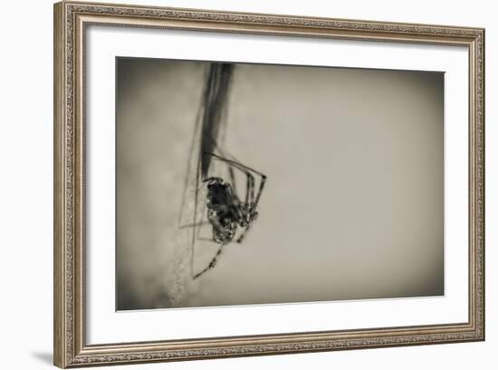 Spider 1-Pixie Pics-Framed Photographic Print