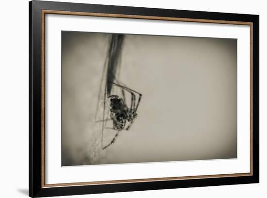 Spider 1-Pixie Pics-Framed Photographic Print