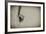 Spider 1-Pixie Pics-Framed Photographic Print