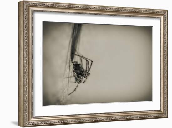 Spider 1-Pixie Pics-Framed Photographic Print