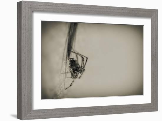 Spider 1-Pixie Pics-Framed Photographic Print