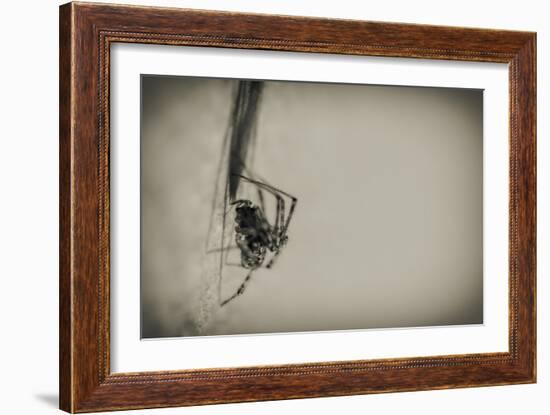 Spider 1-Pixie Pics-Framed Photographic Print