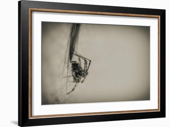 Spider 1-Pixie Pics-Framed Photographic Print