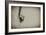 Spider 1-Pixie Pics-Framed Photographic Print